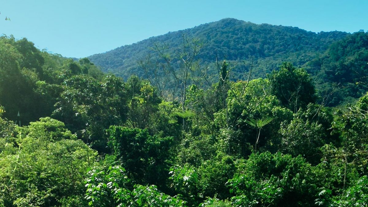 Biomas Brasileiros