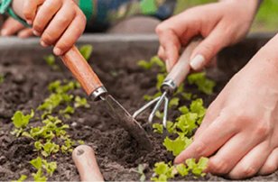 Mãos cuidando do plantio