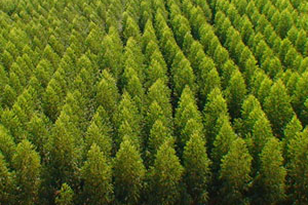 Viveiro visto de cima