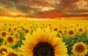 Mudas sendo plantadas